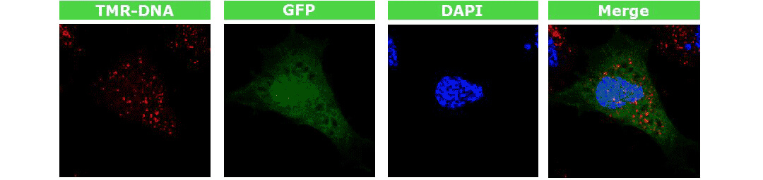 4D-nucleofectorD(zhun)xD(zhun)ȾGFP|(zh)ٱ_(d)